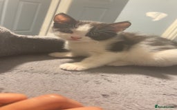 American Shorthair cats for sale: Black white kitten  - Image 1