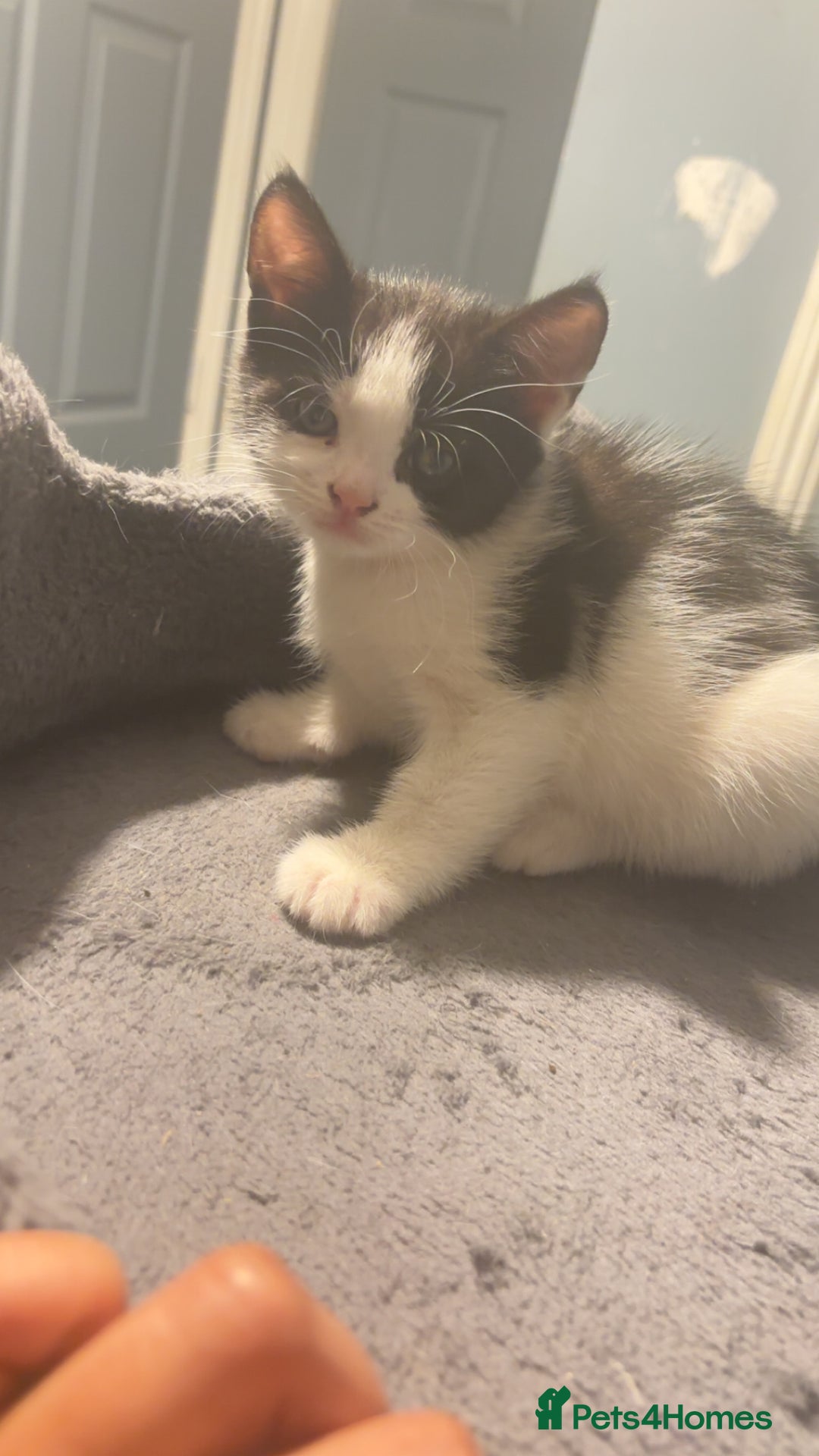 American Shorthair cats for sale: Black white kitten  - Image 1