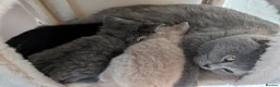 British Shorthair cats for sale: British short hair kitten - Advert 2