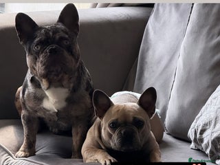 French Bulldog dogs - Advert 32