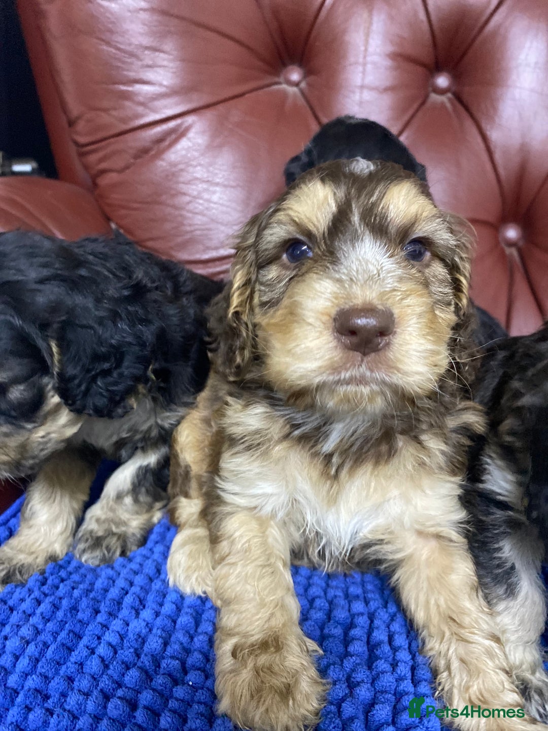 Cockapoo dogs for sale: F1 Gen Cockapoo Puppies - Image 19