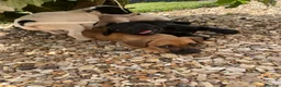 Mixed Breed dogs for sale: Jack russel x french bulldog puppies for sale - Advert 8
