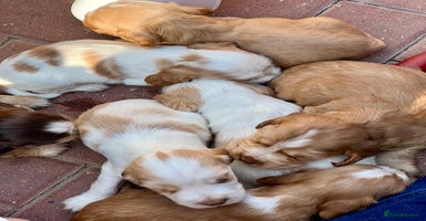 Cocker Spaniel dogs - Advert 16