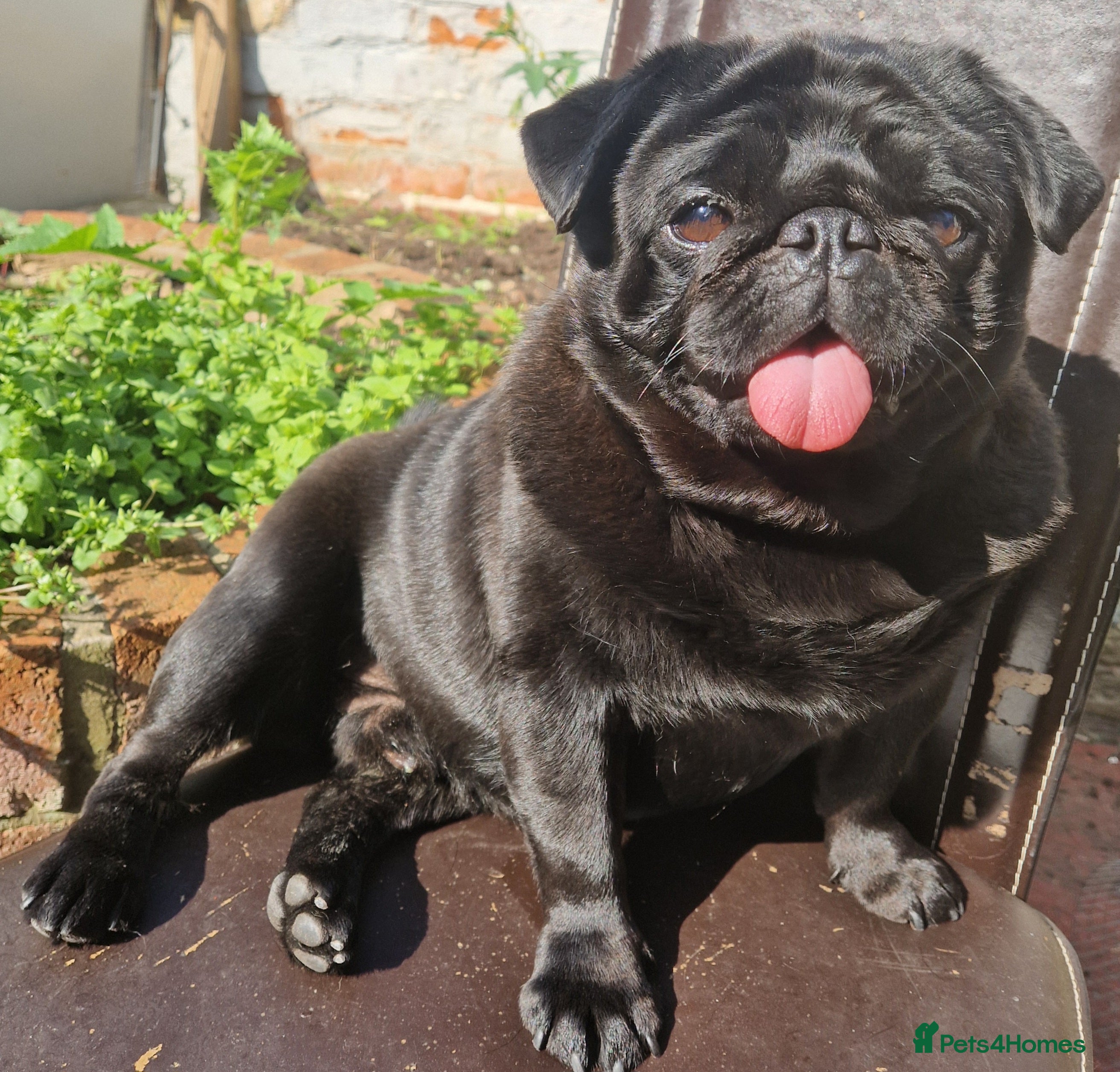 Pug dogs Kc registered tiny black pug for stud - Advert 4
