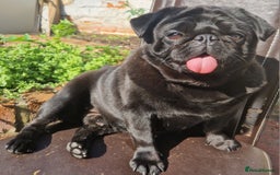 Pug dogs for stud: Kc registered tiny black pug for stud - Image 1