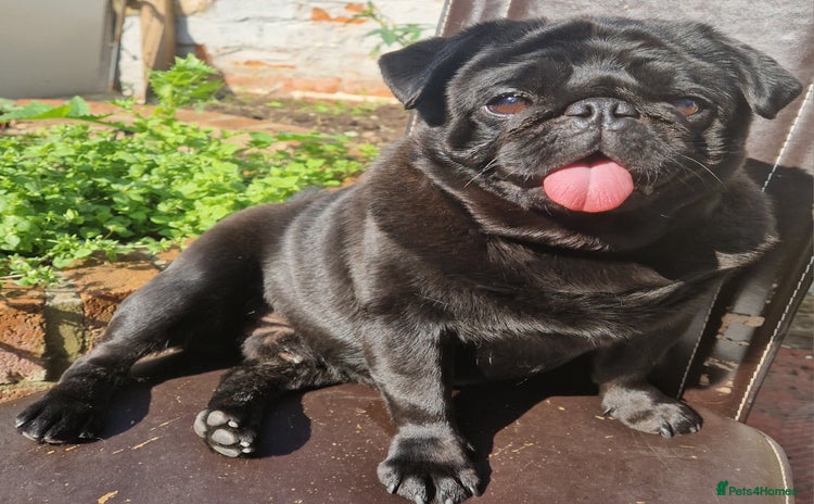 Pug dogs - Advert 1
