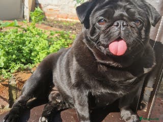 Pug dogs Kc registered tiny black pug for stud - Advert 10