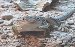 Lizard reptiles for sale: collared lizard - Image 2
