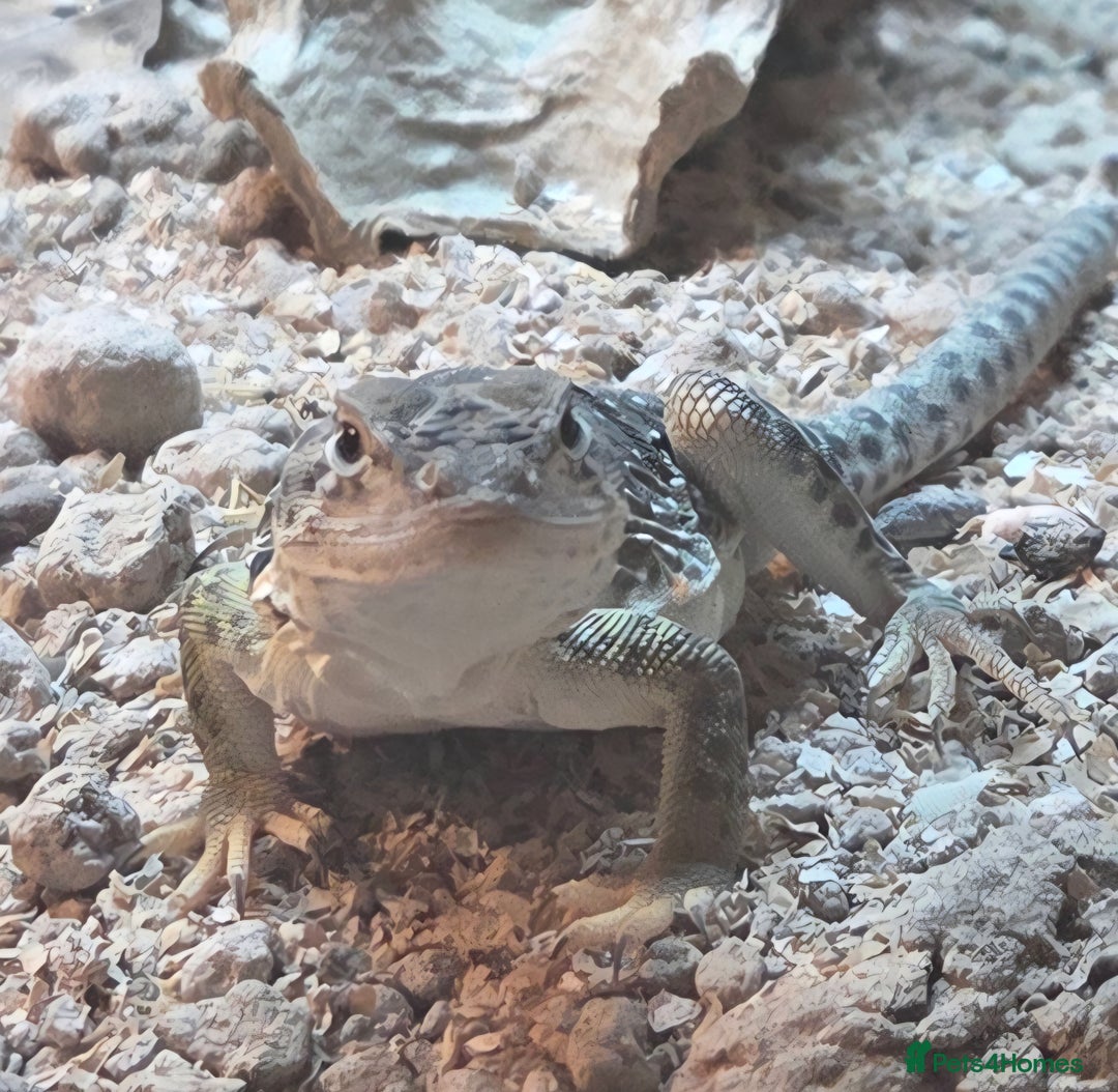Lizard reptiles for sale: collared lizard - Image 2