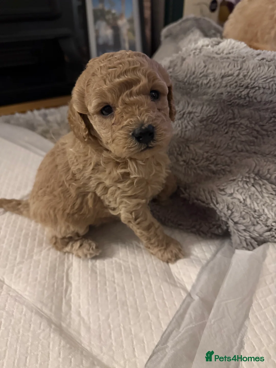 Maltipoo dogs for sale: Ready this week 🧸 - Advert 23