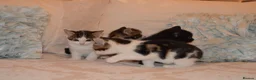 Mixed Breed cats for sale: 4 Beautiful Gentle Kittens for Sale - Advert 25