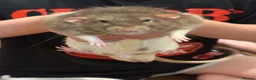 Rat rodents for sale: 4rats & full cage set up  - Advert 9
