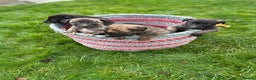 Lurcher dogs for sale: Lurcher Pups - 4 x boys - Advert 8