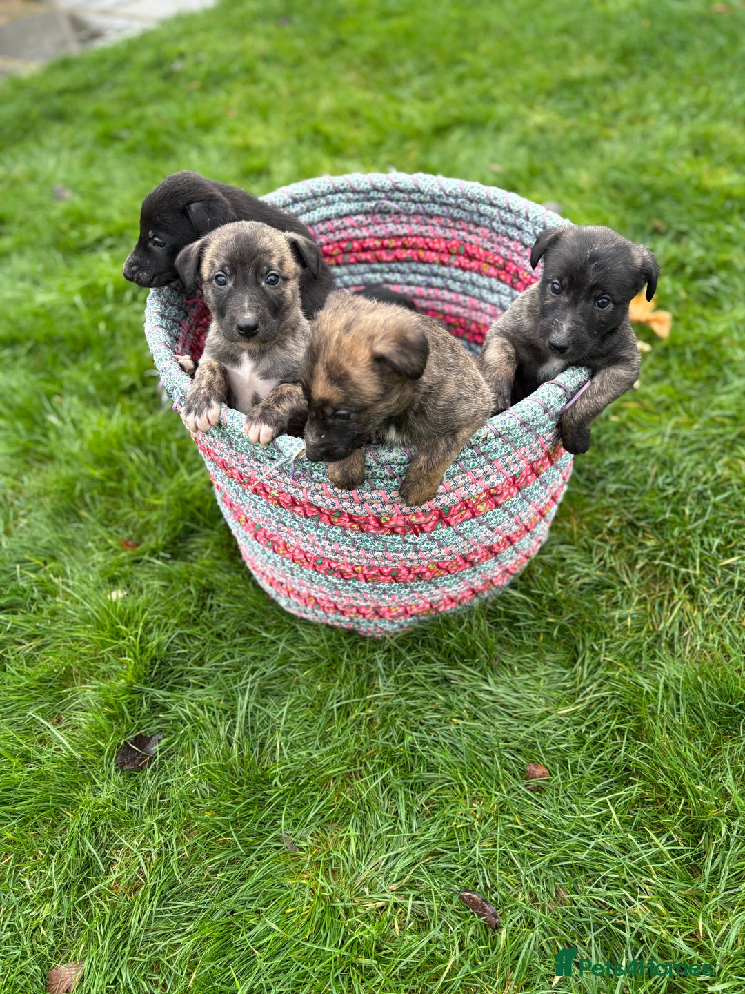 Lurcher dogs for sale: Lurcher Pups - 4 x boys - Advert 8
