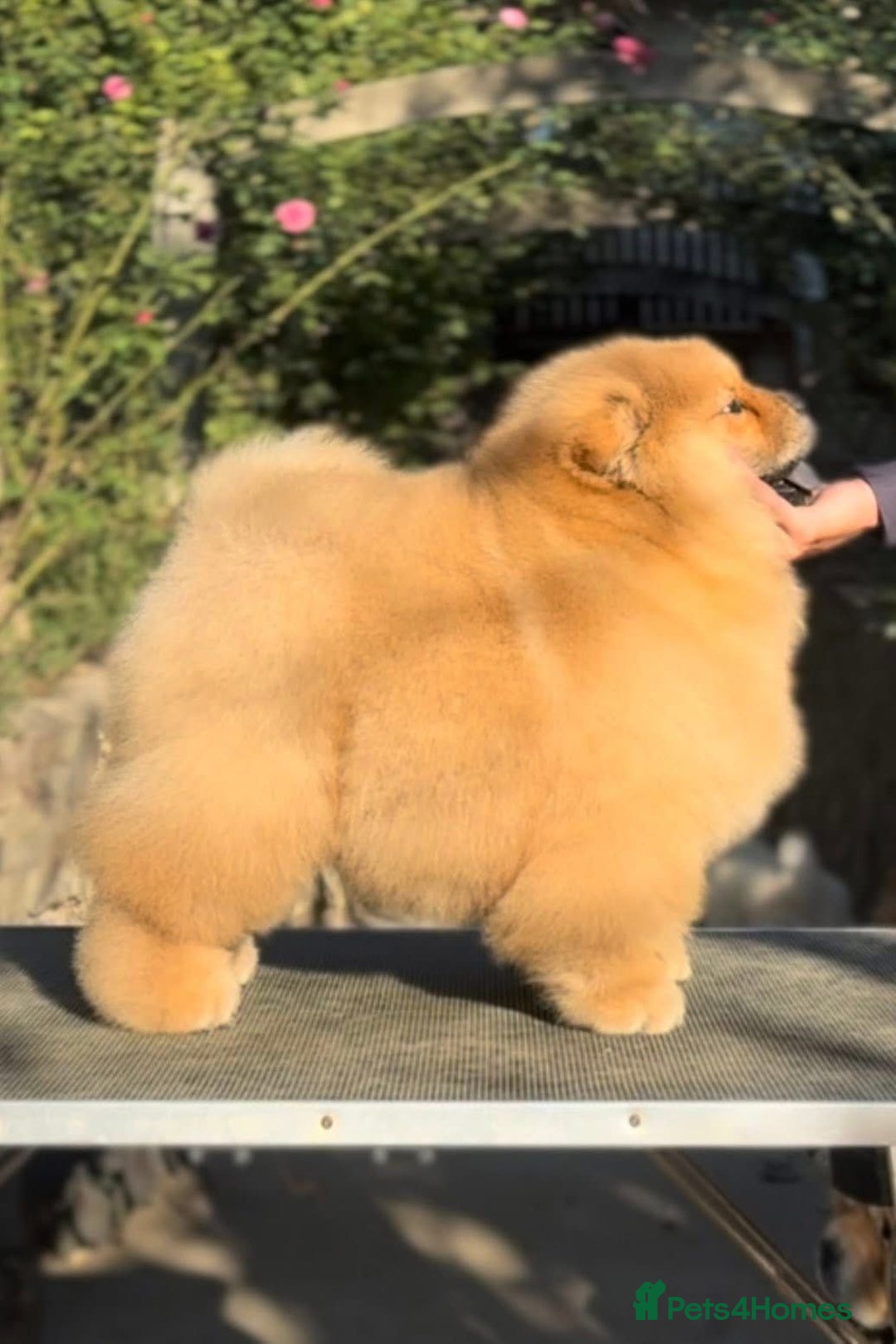 Chow Chow dogs for sale: Kc Registered Chow Chow Pup - Advert 5