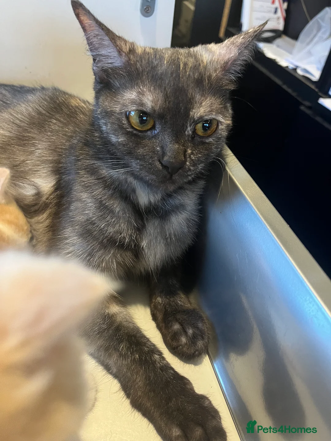 Mixed Breed cats for sale: Little ginger - Advert 2