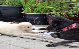 German Shepherd dogs for sale: Stunning litter of German shepherd puppies   - Image 5