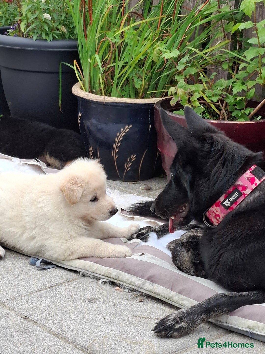 German Shepherd dogs for sale: Stunning litter of German shepherd puppies   - Image 5