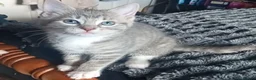 Mixed Breed cats for sale: Kittens  in Telford - Advert 8