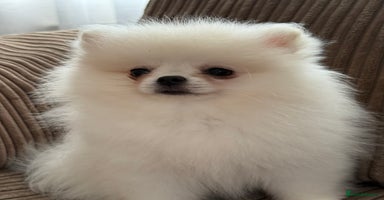 Pomeranian dogs Baby white Poms  - Advert 8