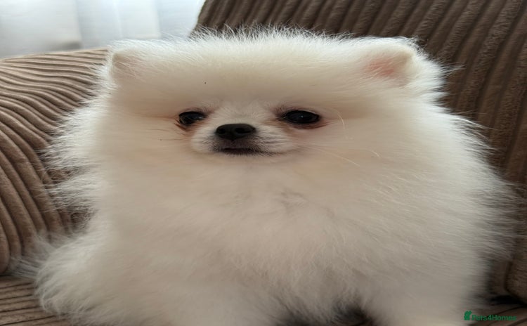 Pomeranian dogs - Advert 3