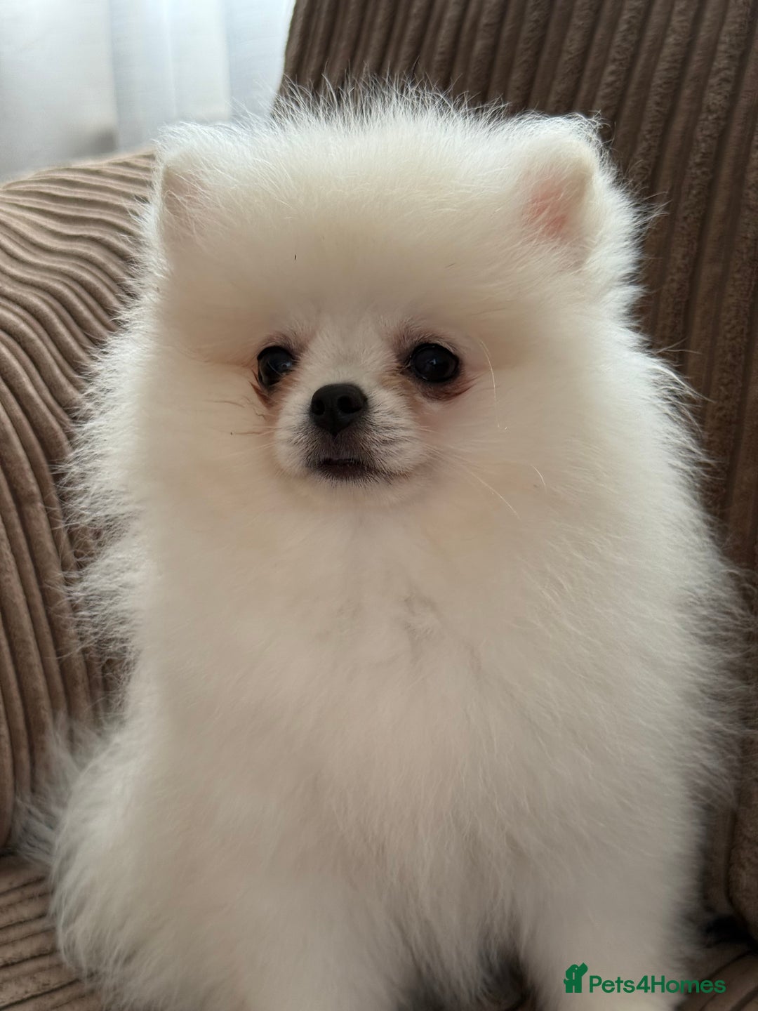 Pomeranian dogs for sale: Baby white Poms  - Image 7
