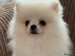 Pomeranian dogs - Advert 4