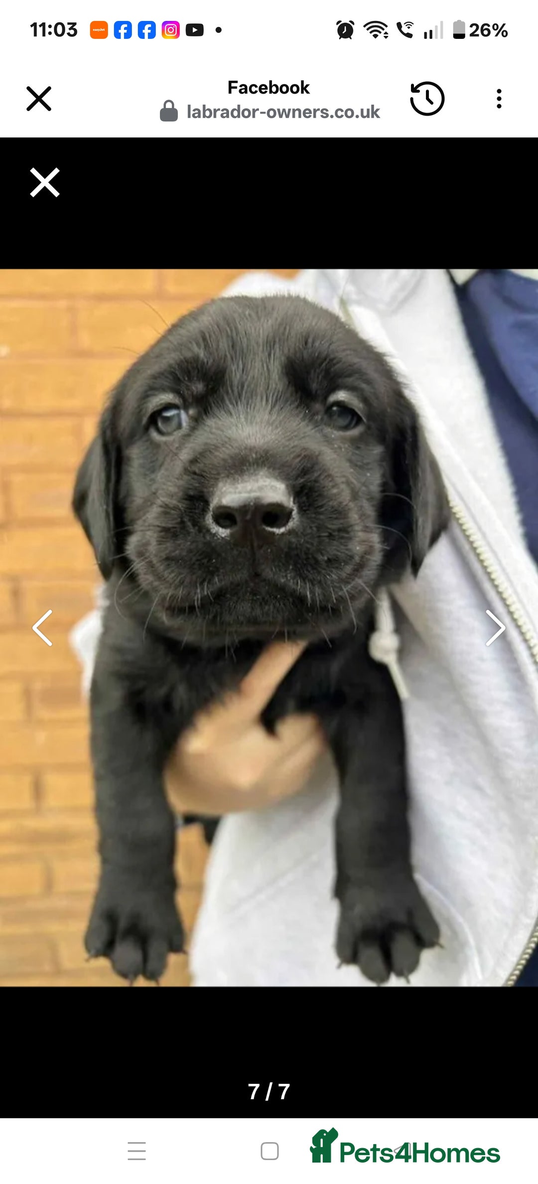 Labrador Retriever dogs for sale: Labrador 4 black males  - Advert 6