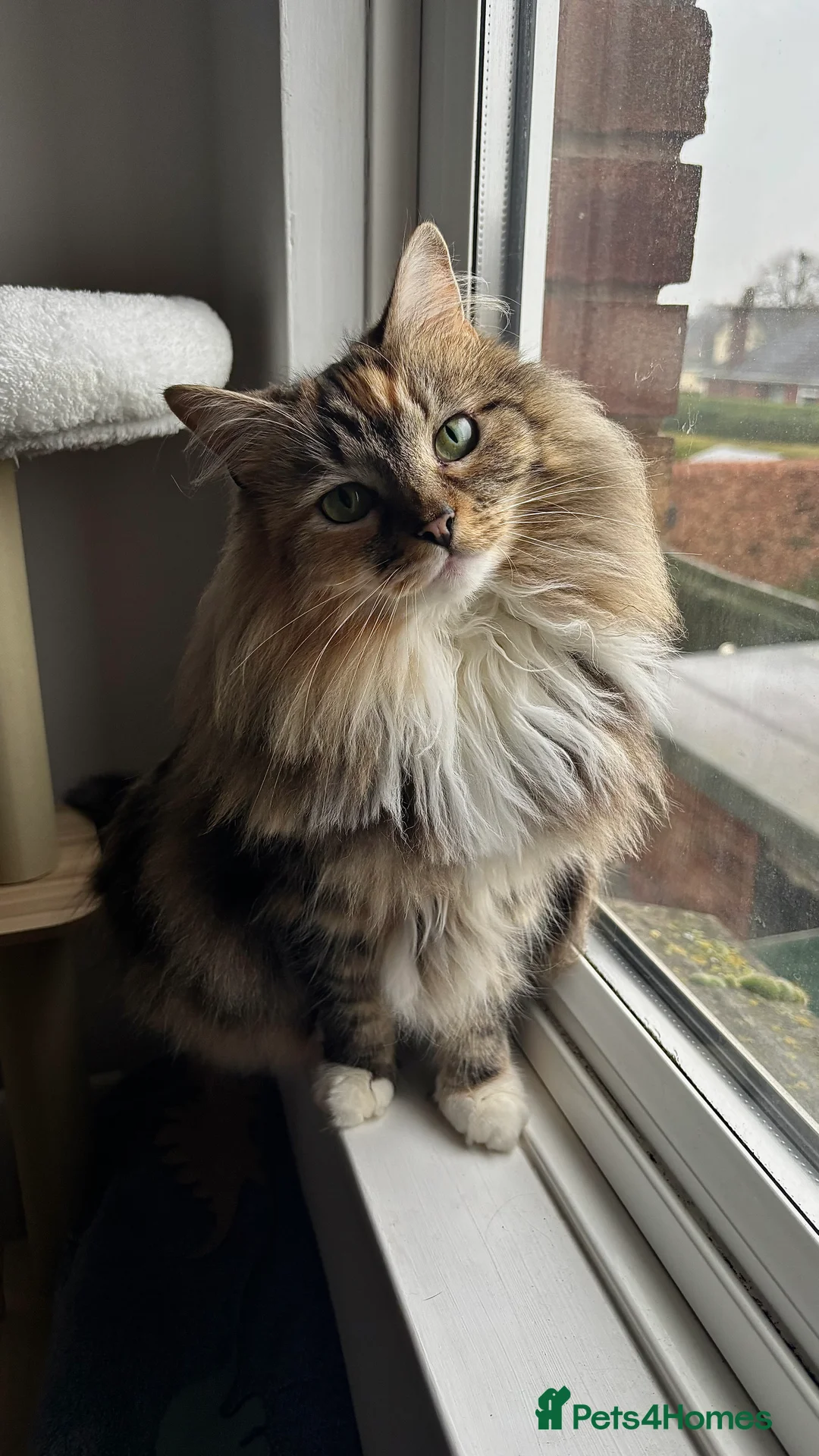 Mixed Breed cats for sale: Beautiful long hair 3 year old Zoggy - Advert 1