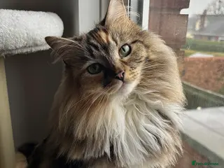 Mixed Breed cats Beautiful long hair 3 year old Zoggy - Advert 8