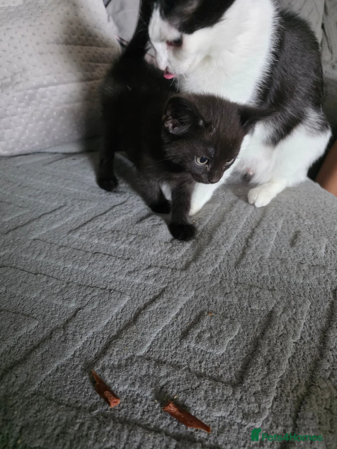 Mixed Breed cats for sale: BSH cross kittens 1 female 2 male - Advert 8