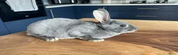 Rex rabbits for sale: Mini rex baby and plush lop adult - Advert 4