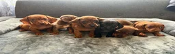 Dachshund dogs for sale: Miniature Dachshund  - Advert 3
