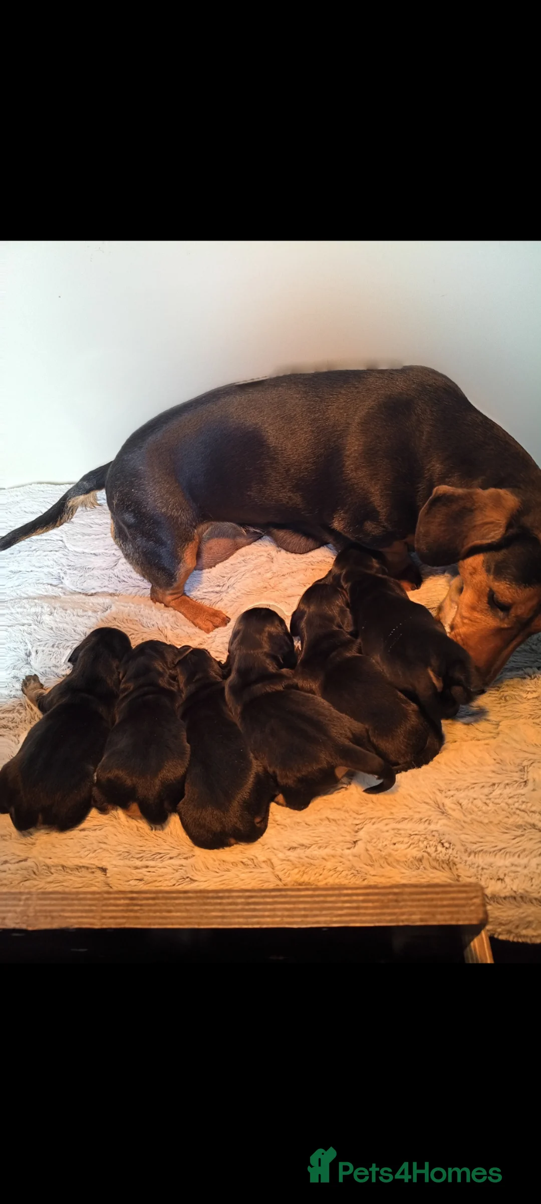 Dachshund dogs for sale: Dachshund puppies  in Corwen - Advert 1