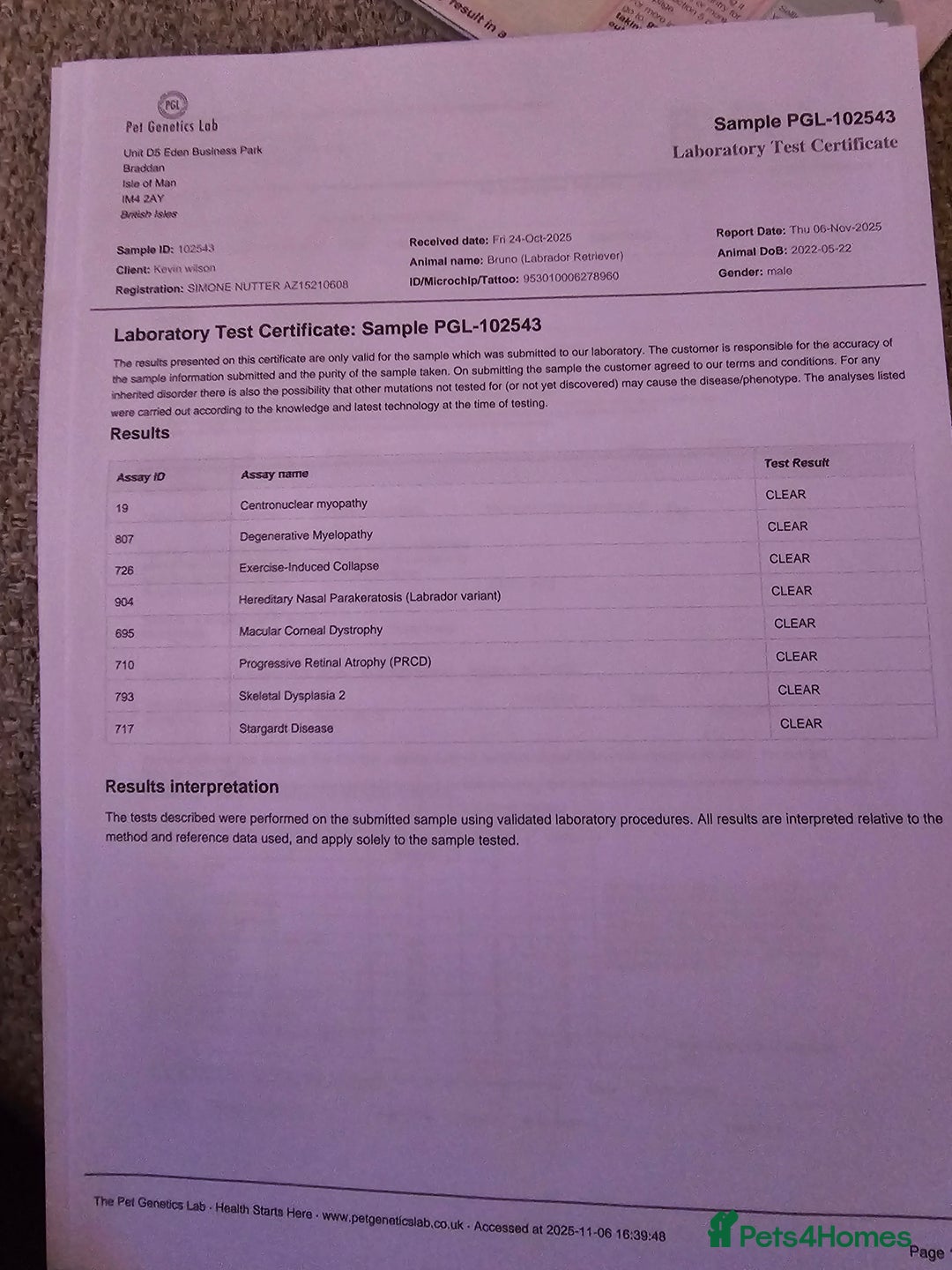 Labrador Retriever dogs for stud: Yellow dog for stud - Advert 8