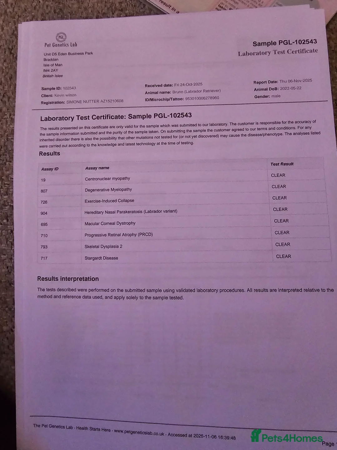 Labrador Retriever dogs for stud: Yellow dog for stud - Advert 8