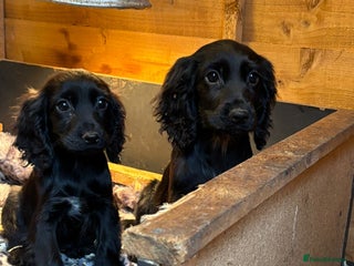 Cocker Spaniel dogs 1 Cocker Spaniel Bitch Remaining ❤️ - Advert 4