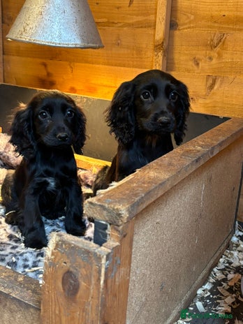 Cocker Spaniel dogs Cocker Spaniel Puppies - Advert 7