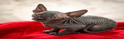 Sphynx cats for sale: Canadian sphynx kittens  - Advert 22