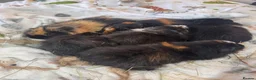 Guinea Pig rodents for sale: Guinea Pigs  - Advert 32