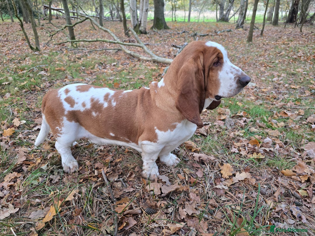 Basset Hound dogs for stud: Handsome Red & White KC Reg Basset Hound For Stud - Advert 12