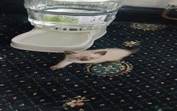 Ragdoll cats for sale: 3 quarters RAGDOLL KITTENS FOR SALE £150 - Image 18