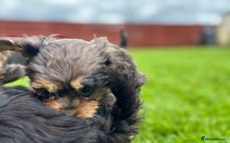 Cavapoo dogs for sale: Top Class Cavapoo pups double vaccinated! - Image 35