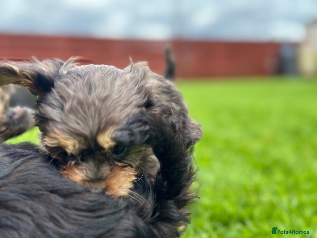 Cavapoo dogs for sale: Top Class Cavapoo pups double vaccinated! - Image 35