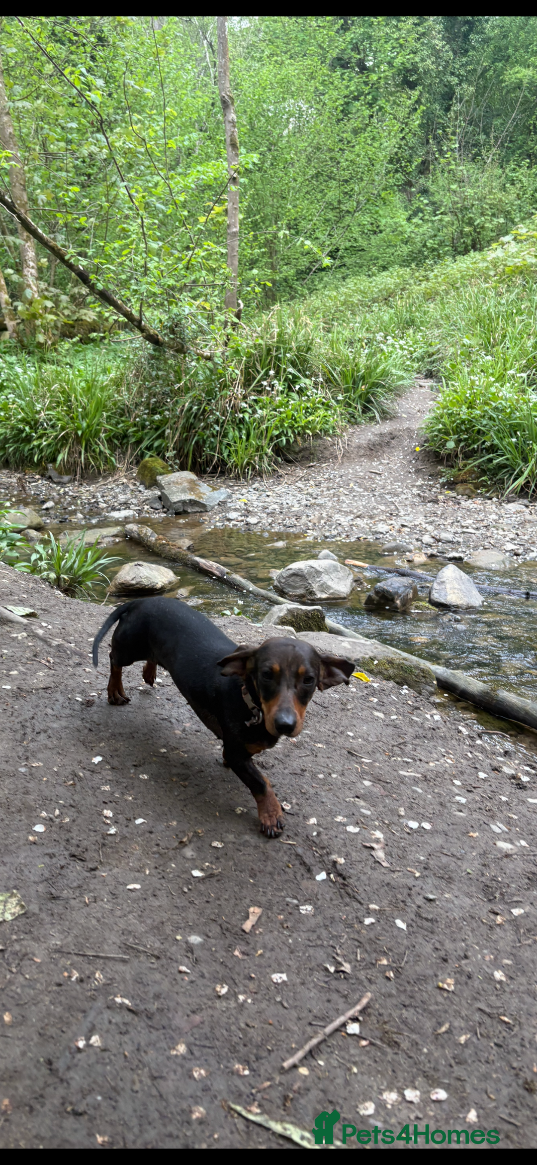 Dachshund dogs for sale: Female dachshund  - Advert 1