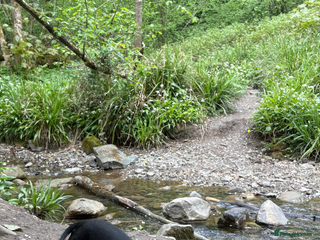 Dachshund dogs Female dachshund - Advert 2