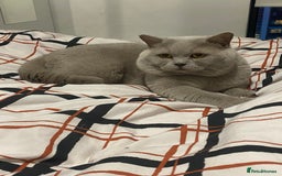 British Shorthair cats for sale: BSH KITTENS - Image 17