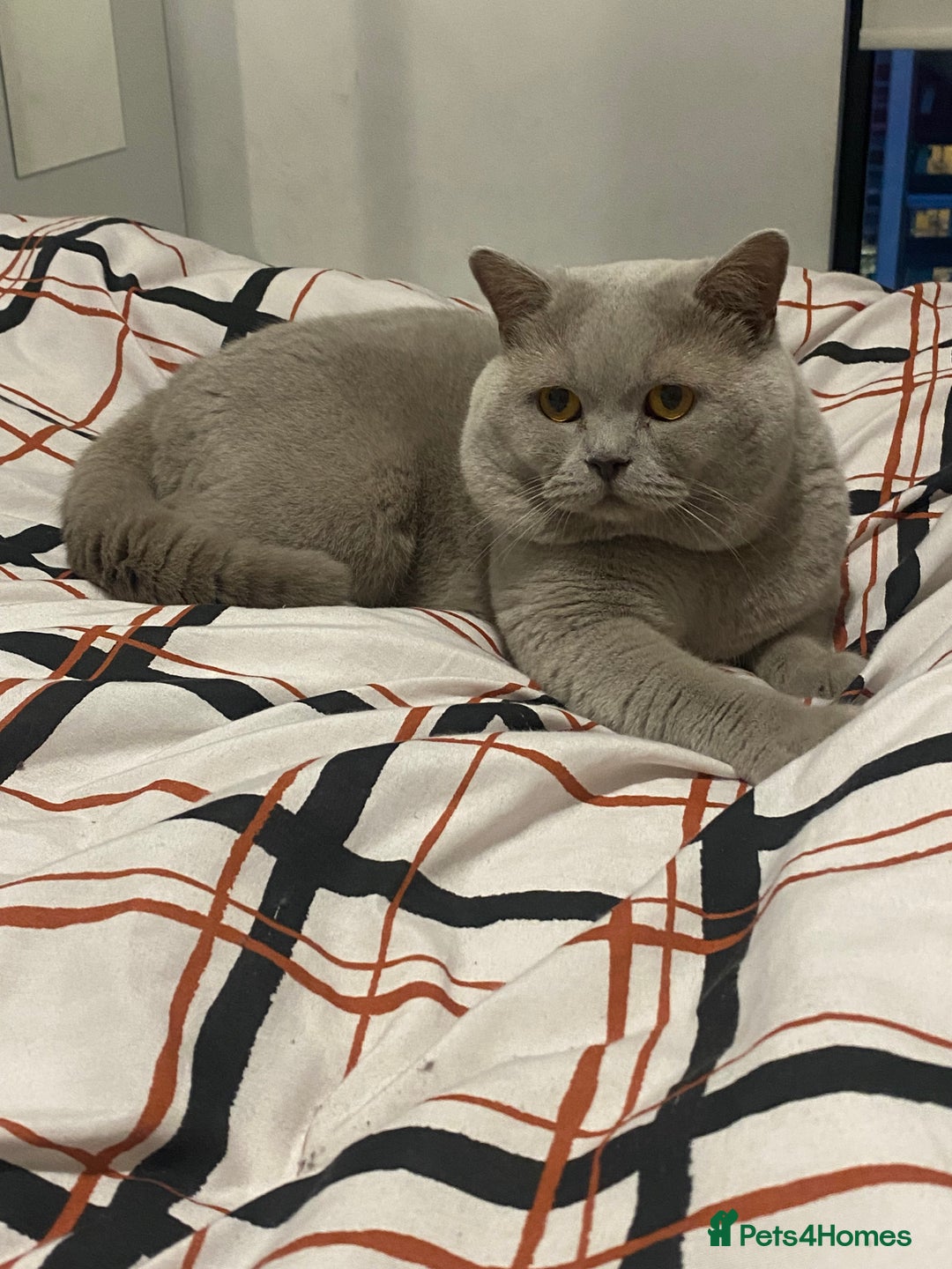 British Shorthair cats for sale: BSH KITTENS - Image 17