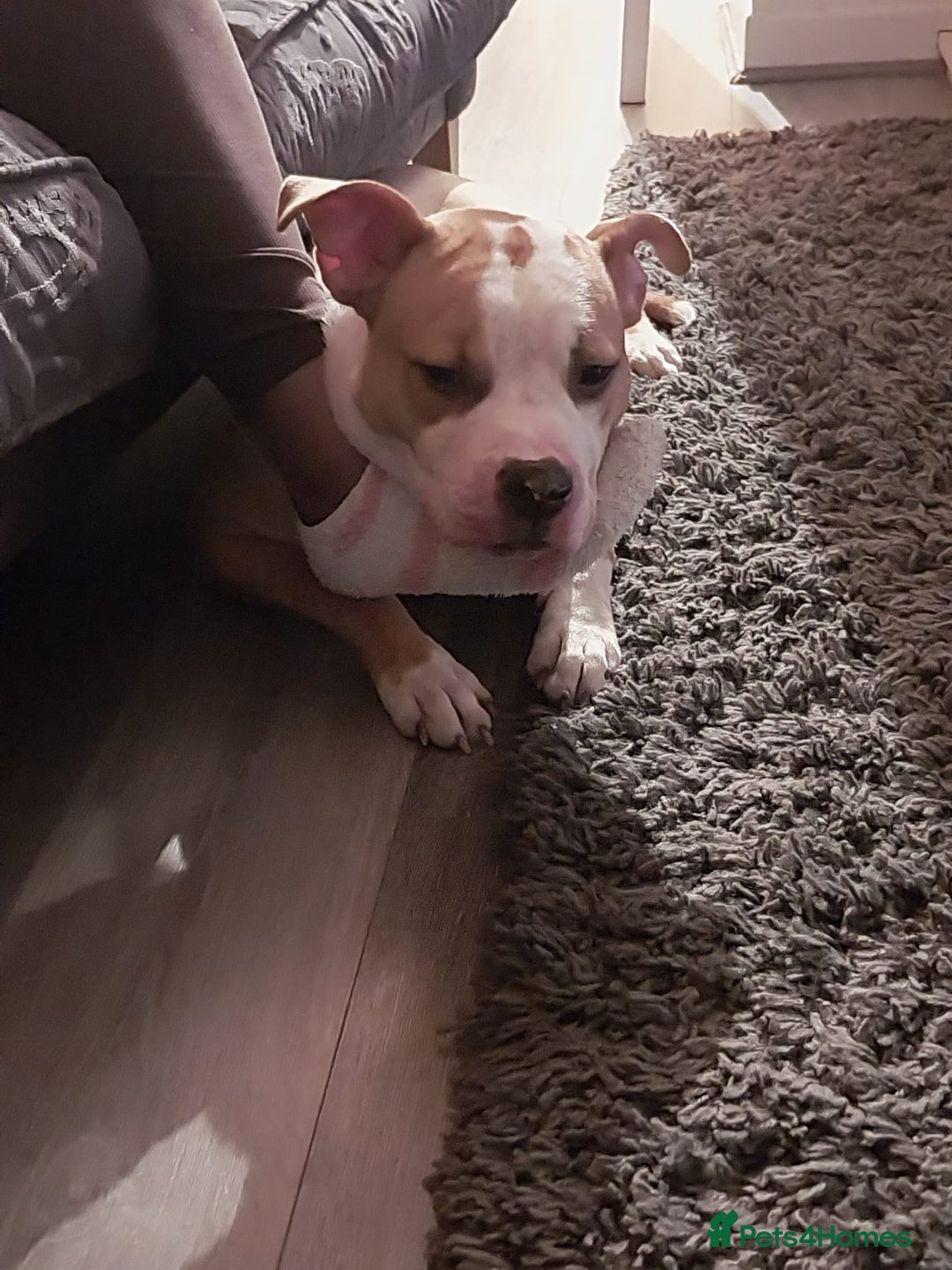 American Bulldog dogs for sale: American bulldog Arlo  - Image 8
