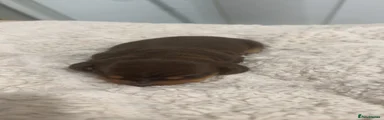 Dachshund 1